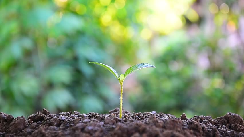 Watering a plant in a natural. | Shutterstock HD Video #28051963