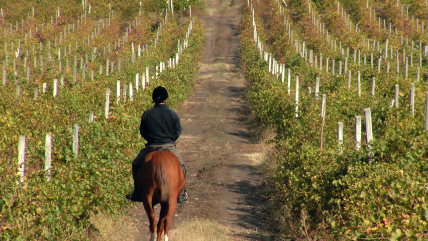 Equestrian tourism in the grape vineyards...