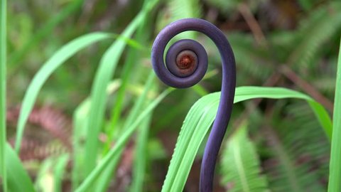 Young purple Uluhe fern shoot (Dicranopteris linearis). Hawaiian rainforest, USA