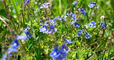 Blue wildflowers of Veronica chamaedrys (Bird's-eye speedwell). Flowers germander speedwell are swaying in the wind. Focus on the background.