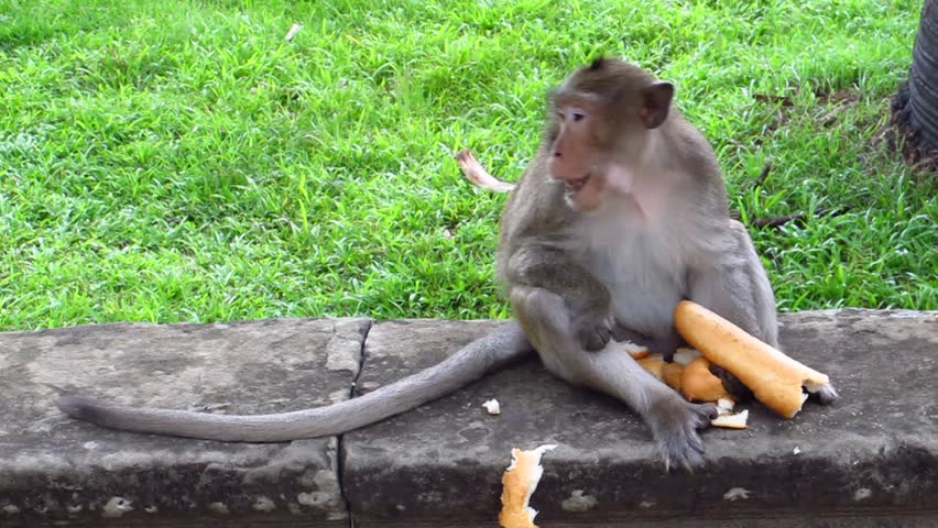 Monkey Eating Bread in Angkor Stock Footage Video (100% Royalty-free