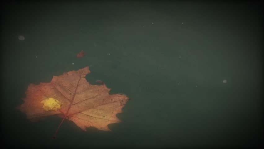 A lonely autumn leaf floats in the water.