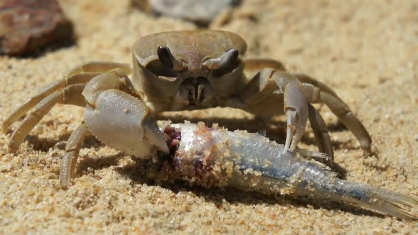 large crab eats fish on beach Stock Footage Video (100% Royalty-free