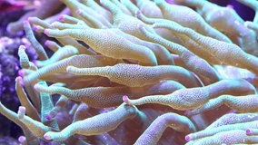 Scenic ultra HD 4K video with macro view of color corals in underwater tropical sea