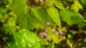 Green, fresh leaves Lime tree linden Tilia natural background forest in spring. Static camera. 1080 Full HD video footage. Tilia