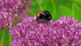 Bumble bee collects pollen on a sedum flower late summer day. 
