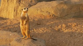 Ungraded: Meerkat with nose stained in the sand stands on its hind legs under the rays of the sunset against background of sand and stones and twists its head, examining everything around. (av38983u)