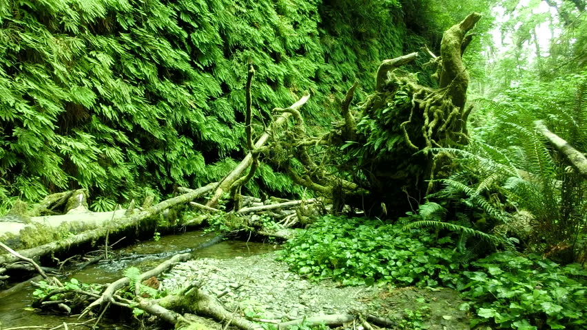 Redwood 141 Fern Canyon Creek