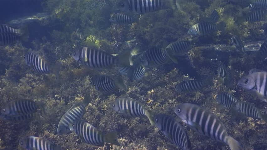 A school of Zebrafish (Girella zebra) create a dazzling light display.