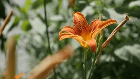 Flying insect and day-lily beautiful flower shallow DOF 4K 2160p 30fps UltraHD footage - Bee flies over Hemerocallis fulva garden plant close-up 3840X2160 UHD video