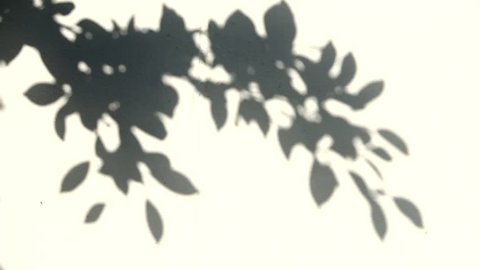 leaf shadow on the wall