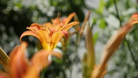 Slow motion of beautiful orange day-lily plant 1920X1080 HD footage -  Close-up of Hemerocallis fulva flower slow-mo 1080p FullHD video