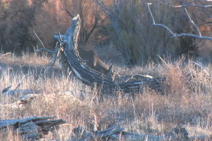 Nice Whitetail Buck Moving Along Creekbottom