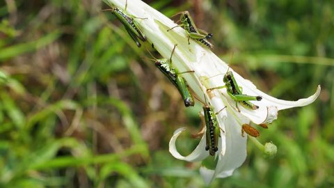 a group of grasshoppers on a lily flower to eat the petal