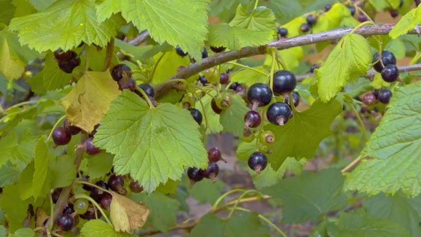Blueberry in the garden, close up, in a sunny, windy day