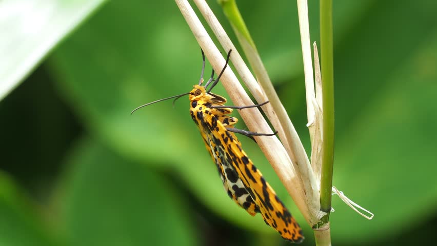 Obeidia gigantearia marginifascia