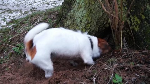 The dog is digging the earth