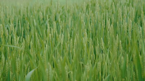 Green wheat background 4K