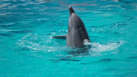 Dolphin dances in the water