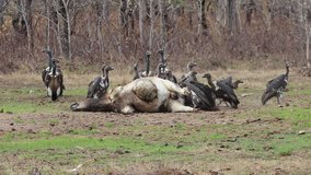 White-rumped Vulture and Slender-billed Vulture feeding on carcass at Western Siem Pang Wildlife Sanctuary,Cambodia.
