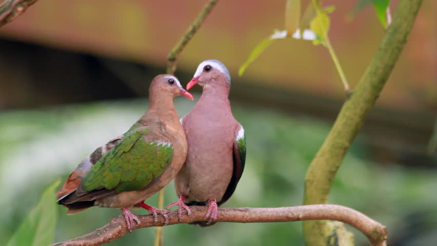 Pair of Emerald Dove