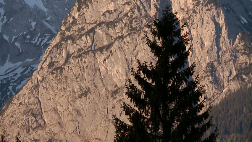 tree and mountain rock Alpes travel
