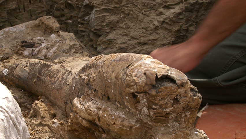 Edmontosaurus femur being excavated