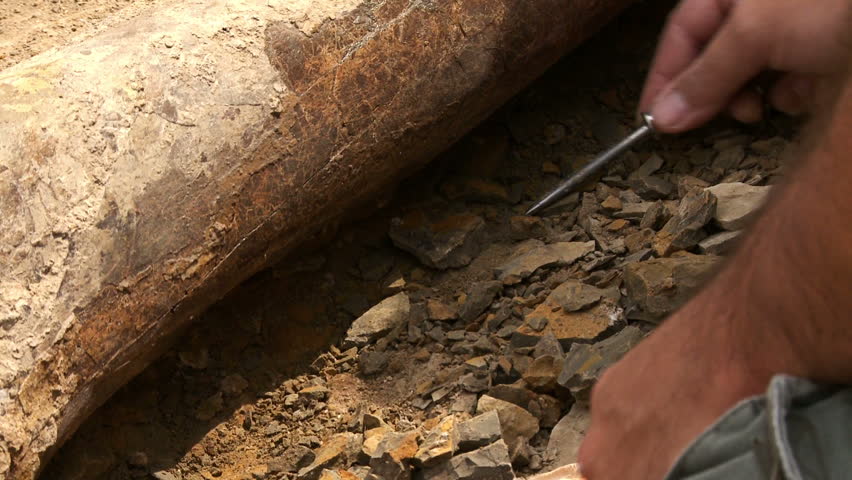 Closeup of an Edmontosaurus femur being excavated