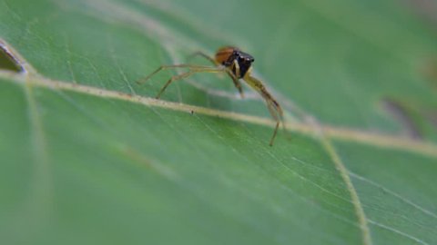 Tiny brown spider, Thailand.