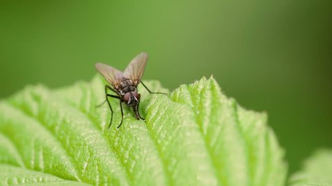 housefly on leaf feeding with labellum green background