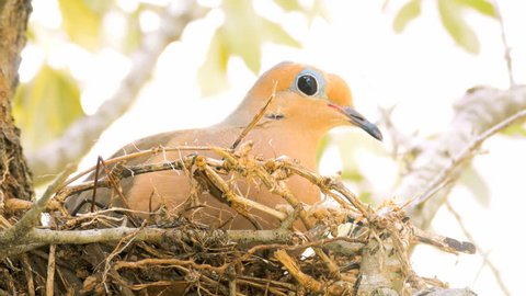American Mourning Dove (Zenaida macroura) incubating eggs in nest closeup 