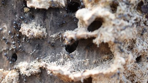 Close up macro shot of ants on decomposing wood