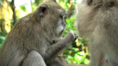 Cute Macaca monkeys grooming and bonding in sunlight of tropical wildlife sanctuary of Ubud Monkey Forest in Indonesia