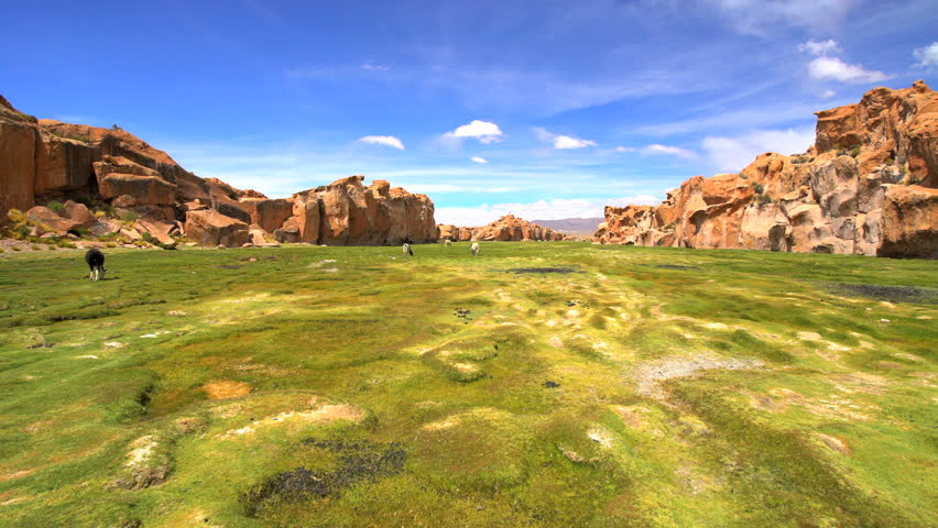 View on Altiplano of Bolivian Llama feeding in Eduardo Avaroa National Reserve high in the South American Wilderness