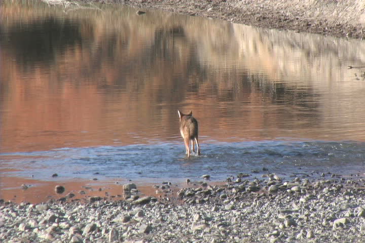 Coyote Crossing River