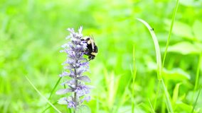 Delightful nature. Video with high-quality audio track. Sounds of singing birds. Bumblebee gathers nectar from a forest flower.