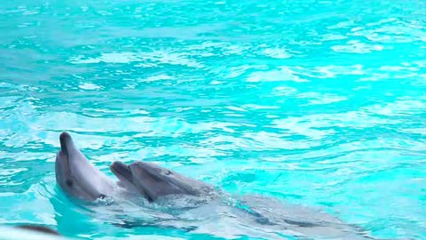bottlenose dolphin  dancing in water