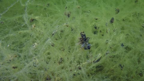 In the absence of a solid substrate, young mussels are attached to algae.