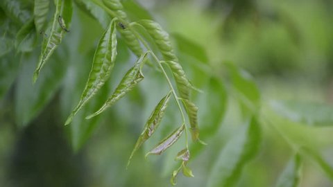 Azadirachta indica leaves in nature garden