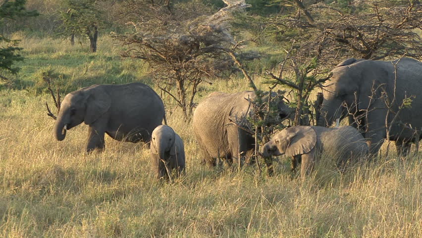 Elephant calves move with herd in early morning sun in Kenya, Africa