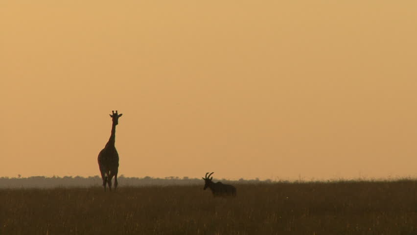 A scenic shot of a giraffe and topi against the rising sun in the African sky.