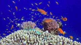 Underwater Coral Reef Marine. Picture of a wonderful and beautiful underwater colorful fishes blue-green chromis, scalefin anthias fish and corals in the tropical reef of the Red Sea, Dahab, Egypt.