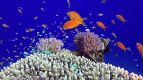 Beautiful Tropical Coral Garden. Picture of a wonderful and beautiful underwater colorful fishes blue-green chromis, scalefin anthias fish and corals in the tropical reef of the Red Sea, Dahab, Egypt.