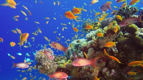 Underwater Colorful Tropical Fish. Picture of a wonderful and beautiful underwater colorful fishes blue-green chromis, scalefin anthias and corals in the tropical reef of the Red Sea, Dahab, Egypt.