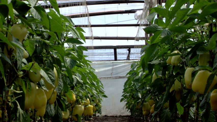 Vegetable greenhouse...