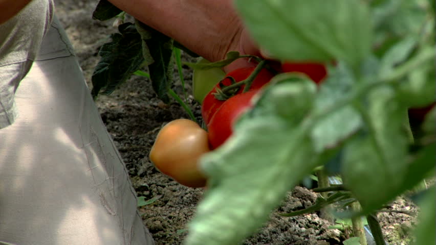 Horticulturist working  to improve crop yield, quality and nutritional value.