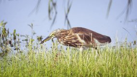Indian pond heron. with its distinctive. mottled. brown and white plumage. foraging for food in a pond in Sri Lanka. UltraHD 4k footage