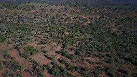 Wild Giraffes in Kenya, East Africa. 4K video footage from aerial drone
