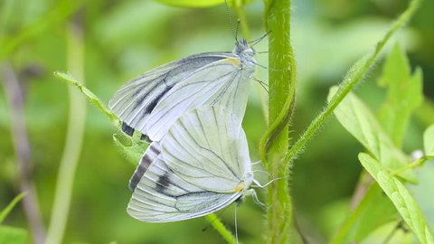 Green-veined White Butterfly (Pieris melete) Mating