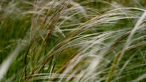 Feather Grass Sways In The Wind